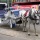 The sad lives of carriage horses